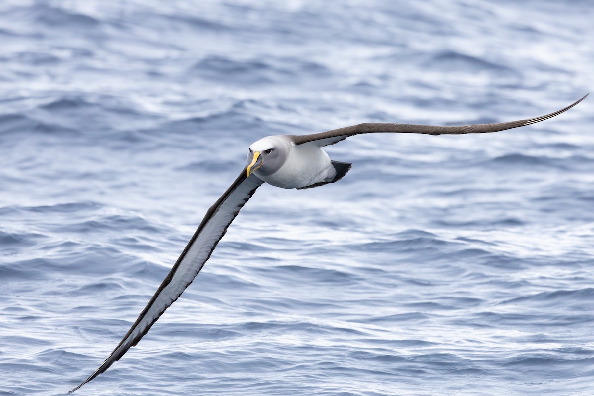 Buller Albatrosu - ML640802249
