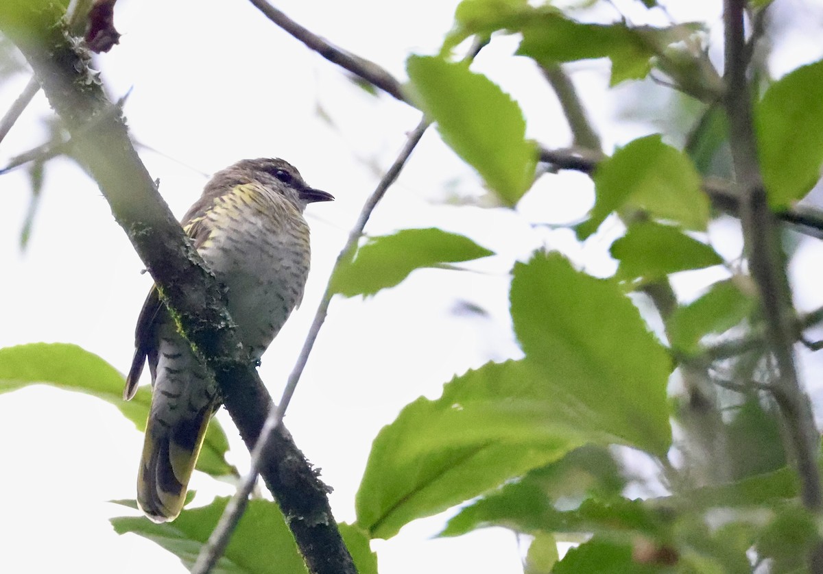 Red-shouldered Cuckooshrike - ML640802265