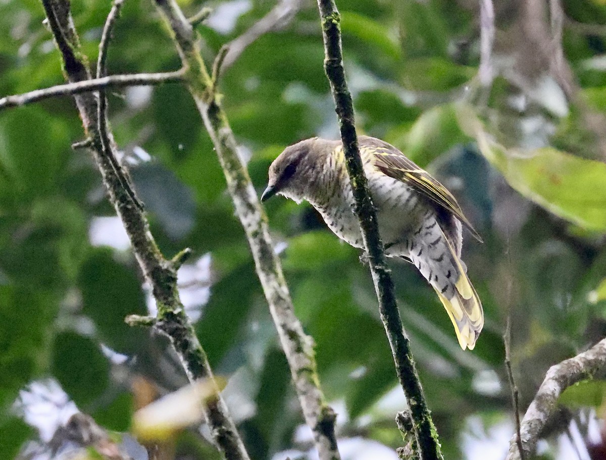 Red-shouldered Cuckooshrike - ML640802266