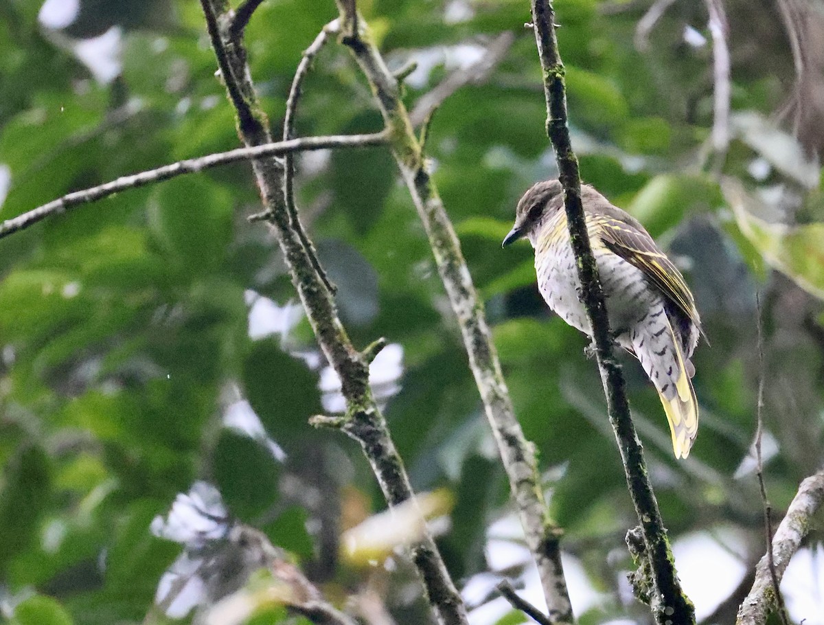 Red-shouldered Cuckooshrike - ML640802267