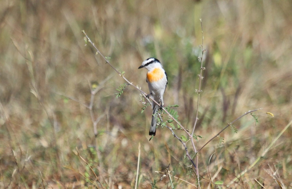Jerdon's Minivet - ML640802278