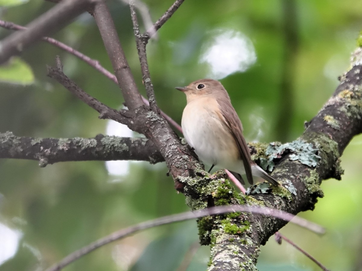 紅胸鶲 - ML640802291