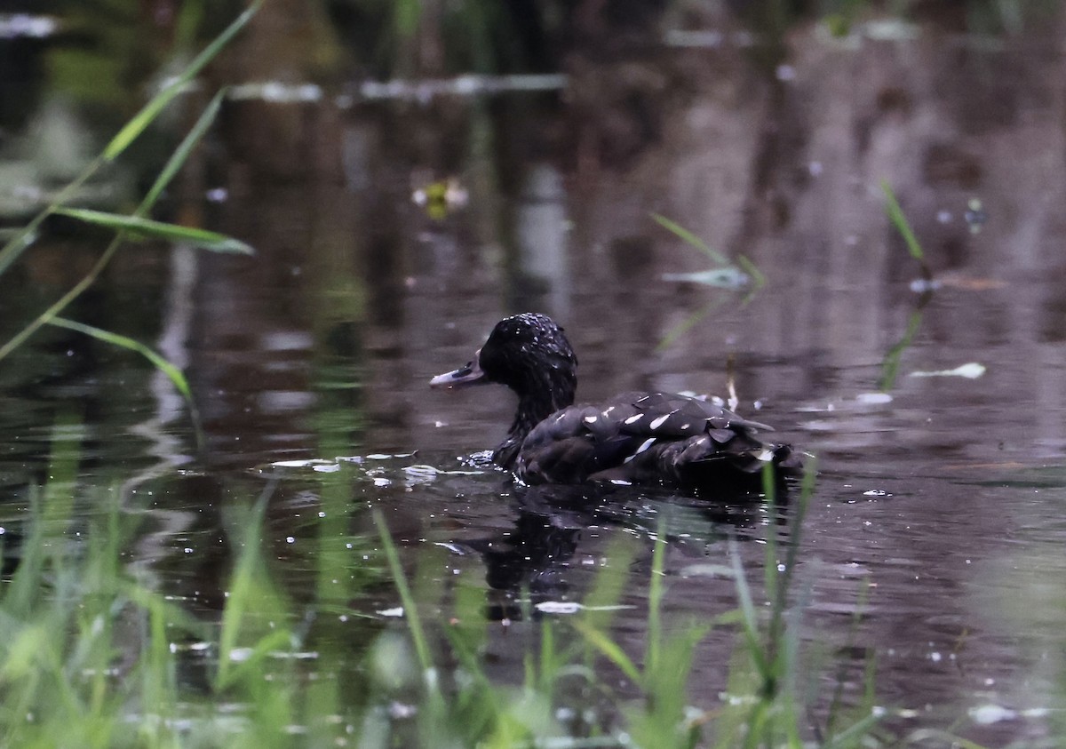 African Black Duck - ML640802295