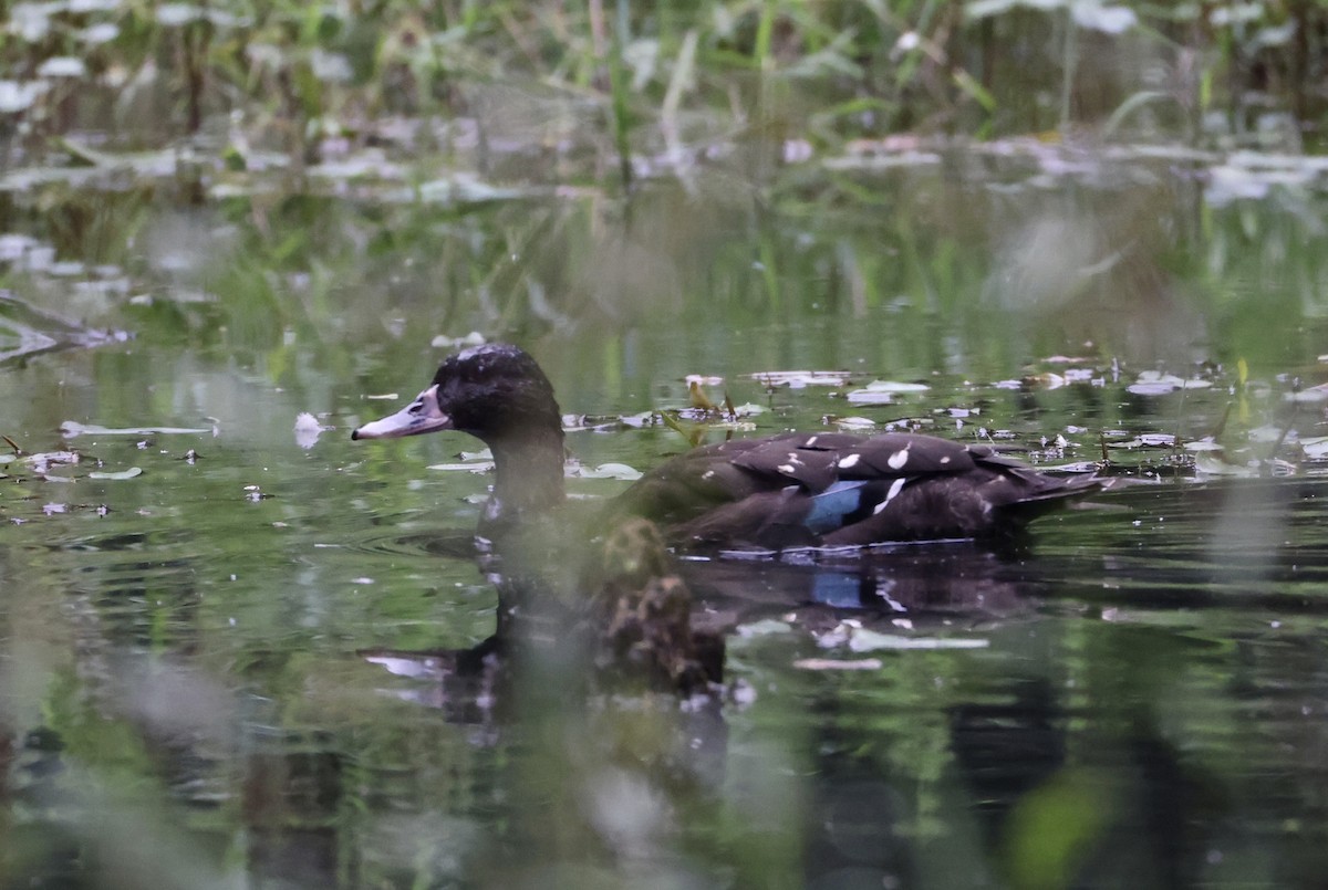 African Black Duck - ML640802296