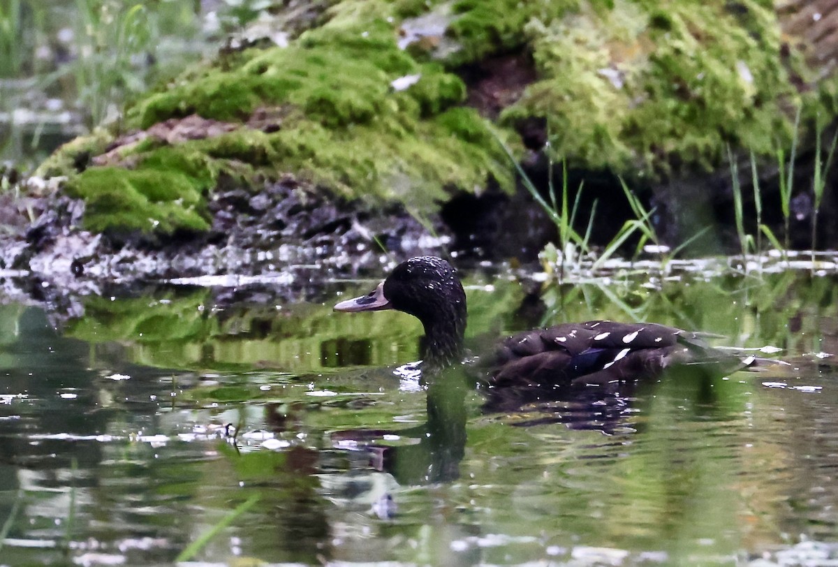 African Black Duck - ML640802297