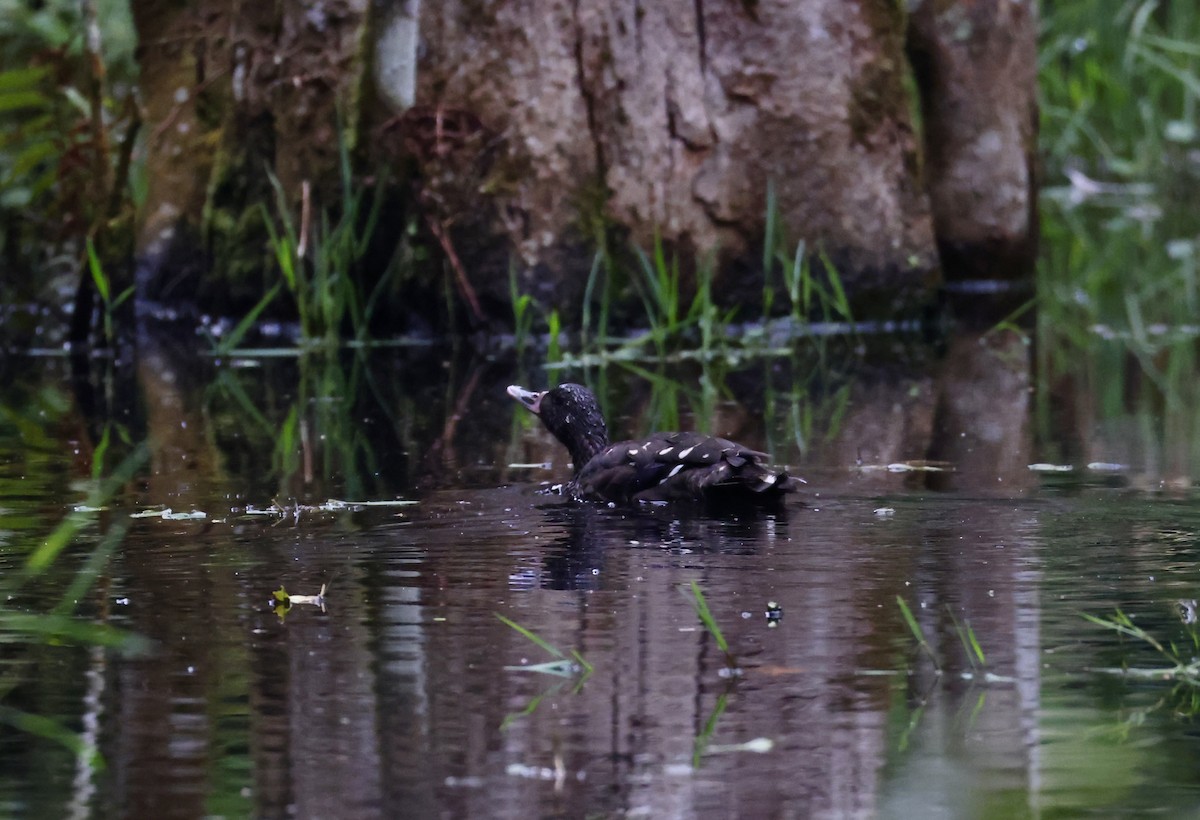African Black Duck - ML640802298