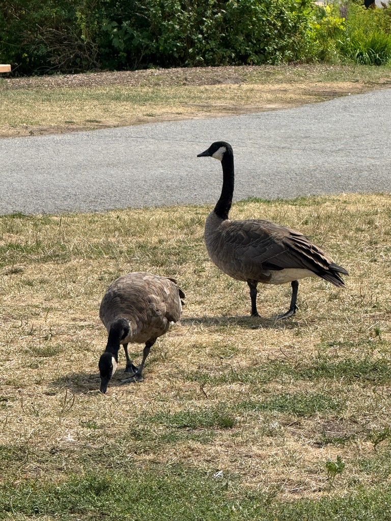 Канад галуу - ML640802300
