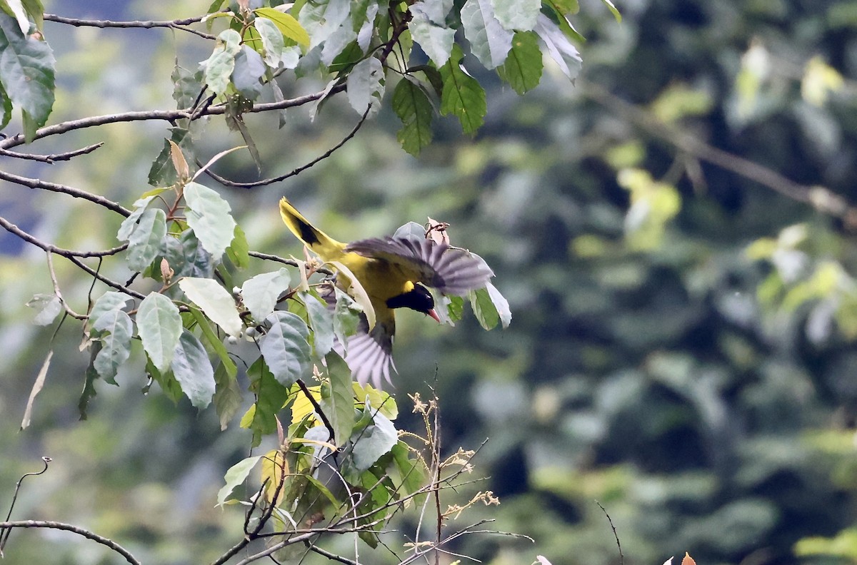 Black-tailed Oriole - ML640802303