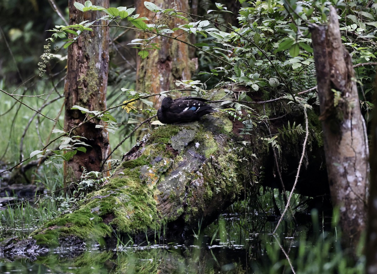 African Black Duck - ML640802309
