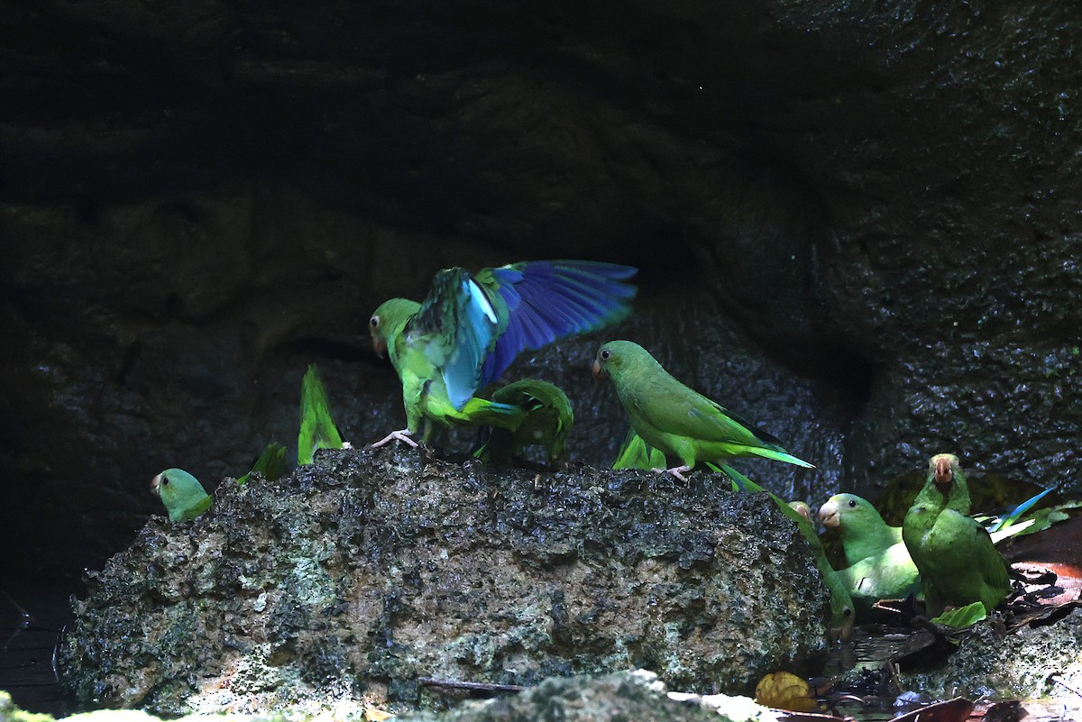 tirika modrokřídlý - ML640802325