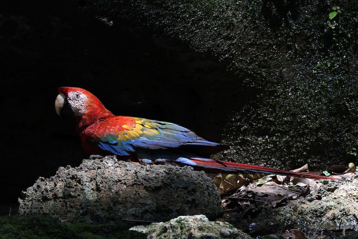 ara arakanga - ML640802332