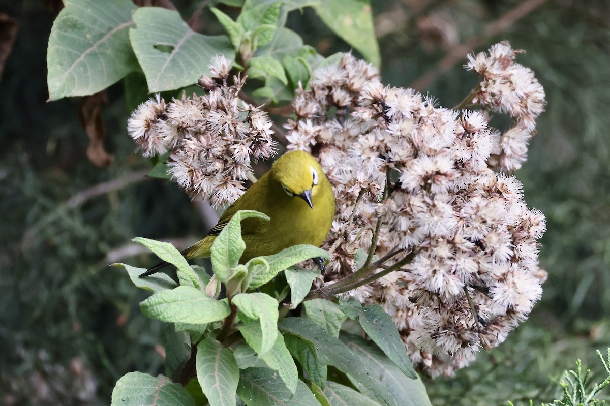 Green White-eye - ML640802346