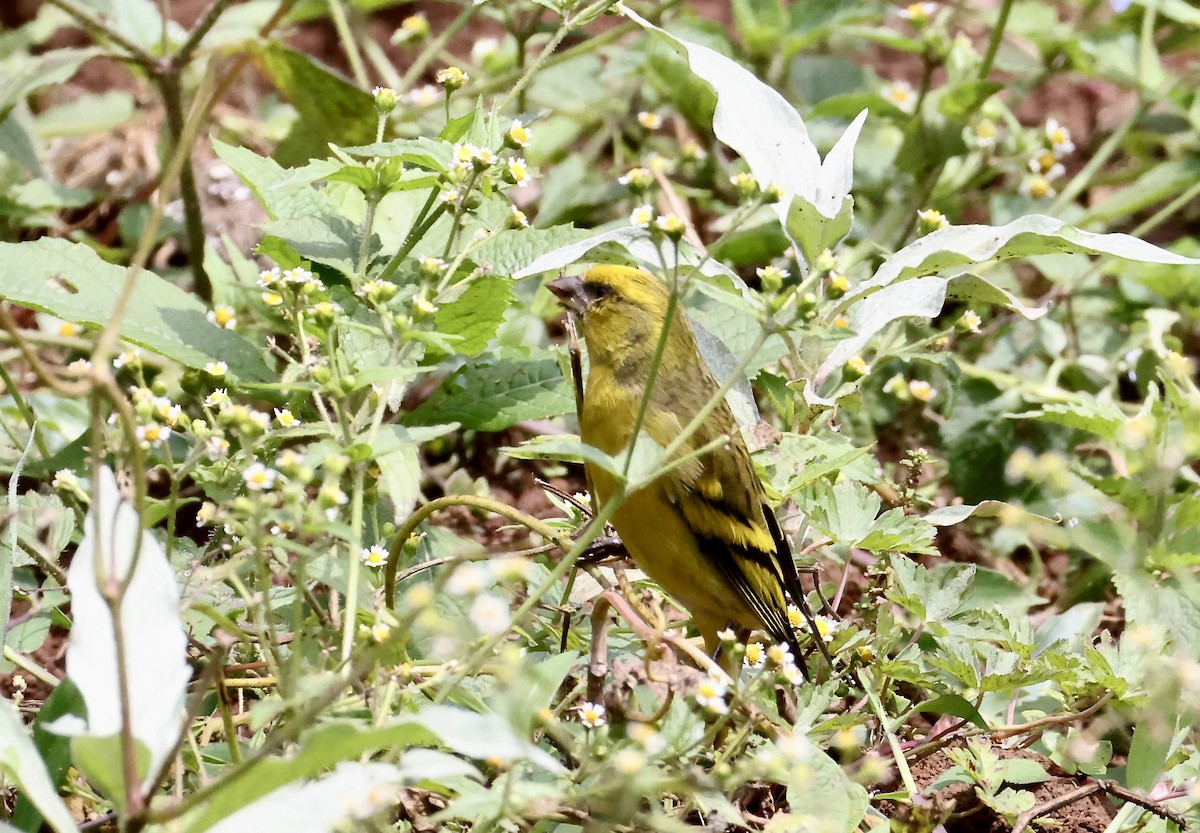 Yellow-crowned Canary - ML640802349