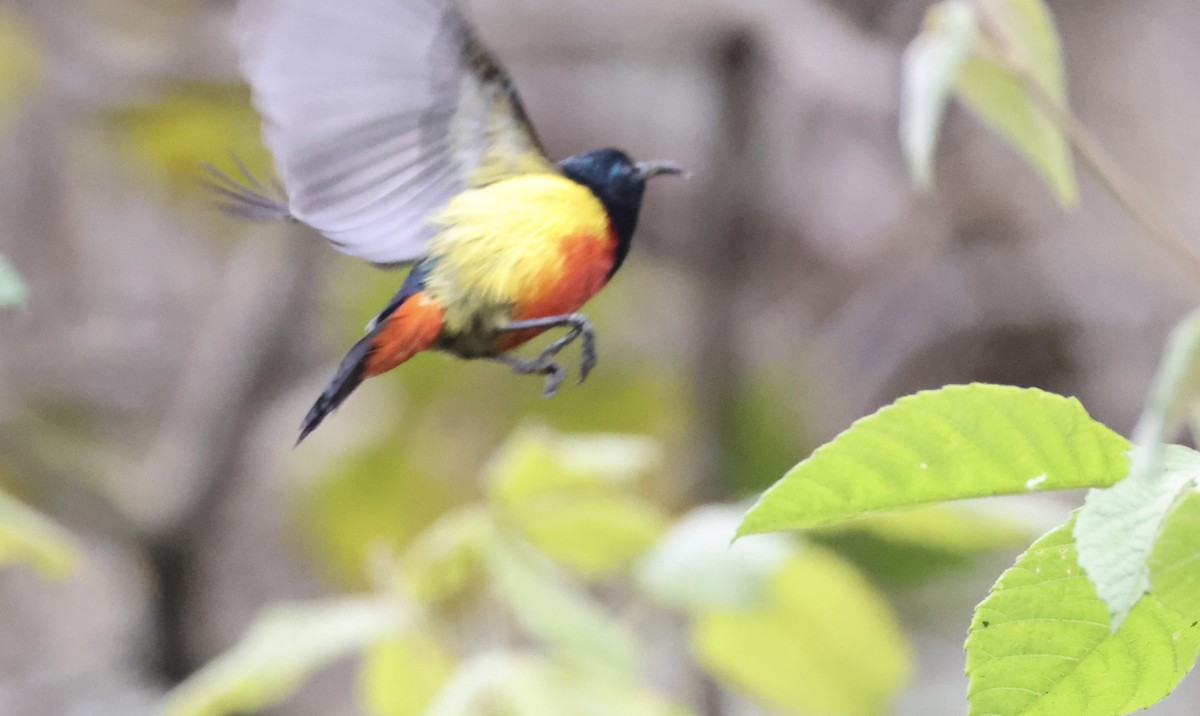 Regal Sunbird - ML640802362