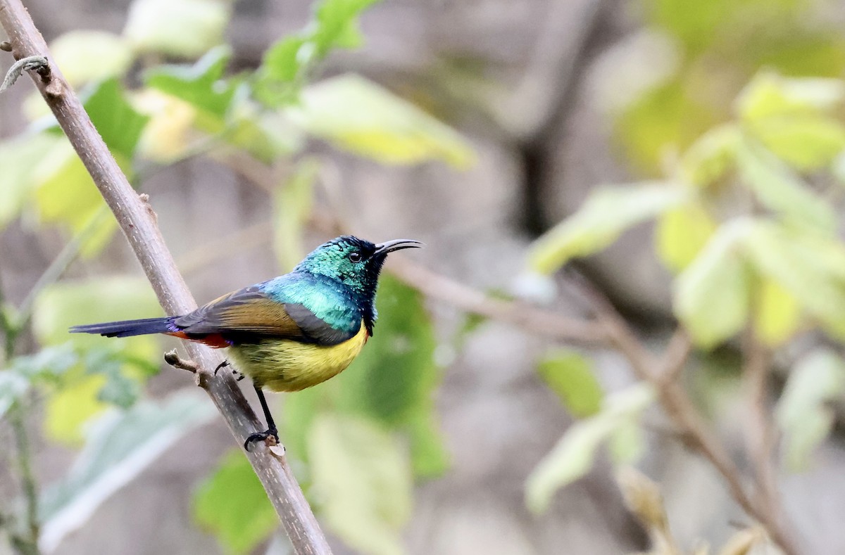 Regal Sunbird - ML640802363