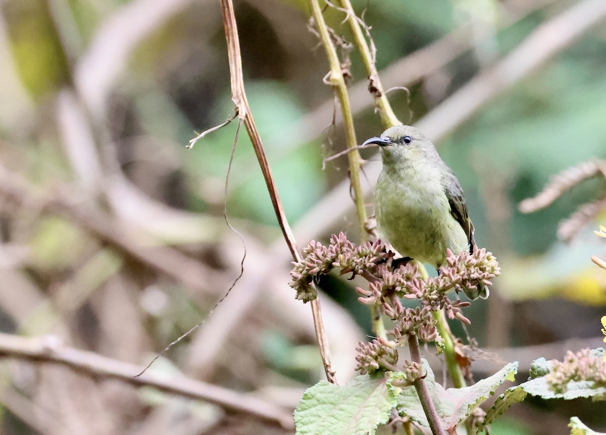 Regal Sunbird - ML640802364