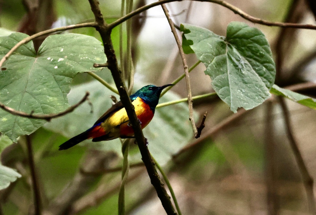 Regal Sunbird - ML640802365