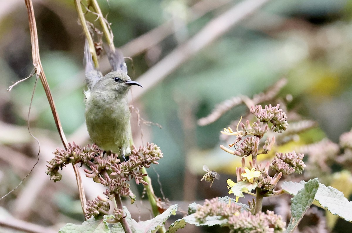 Regal Sunbird - ML640802366