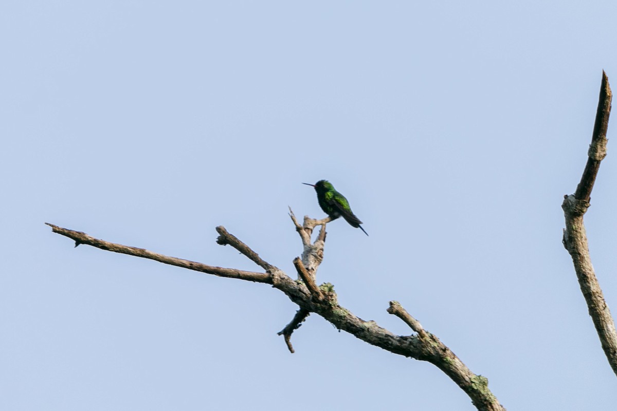 Canivet's Emerald - ML640802385