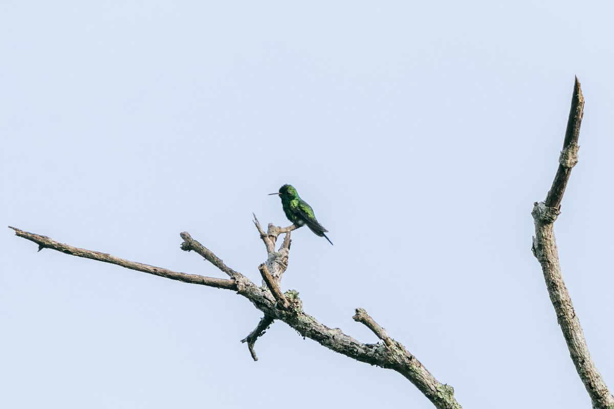 Canivet's Emerald - ML640802386