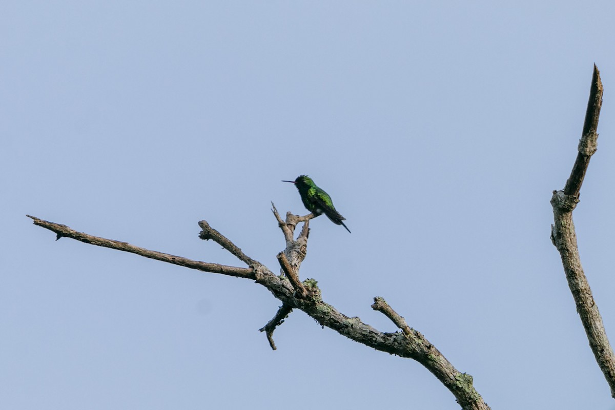 Canivet's Emerald - ML640802387