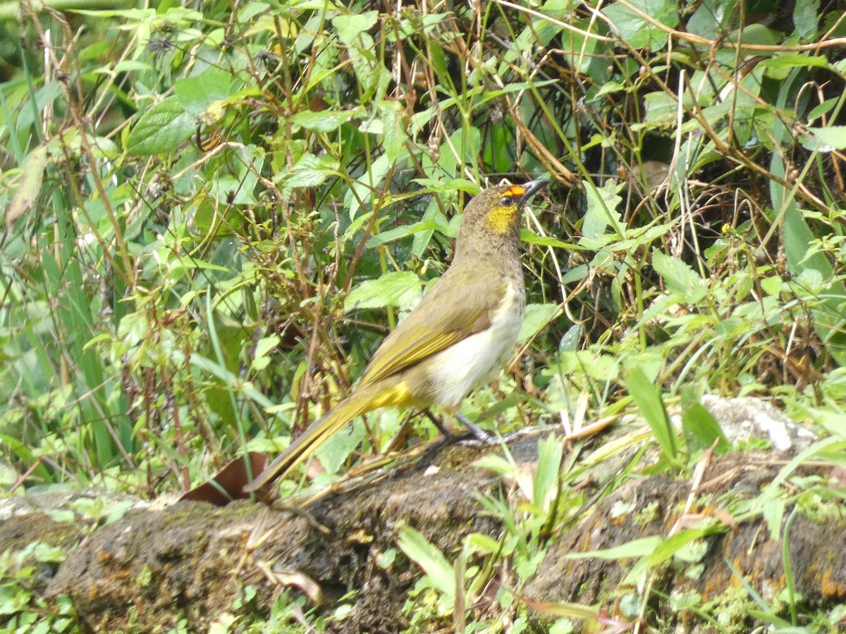 Orange-spotted Bulbul - ML640802393