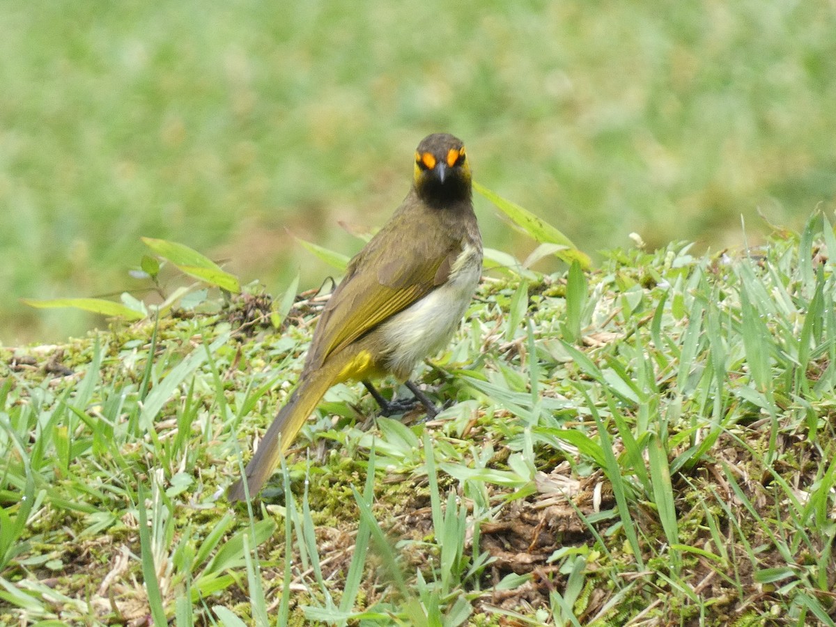 Orange-spotted Bulbul - ML640802394