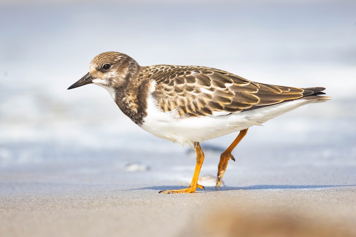 Ruddy Turnstone - ML640802401