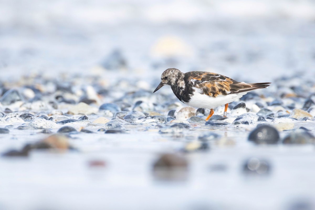 Ruddy Turnstone - ML640802404