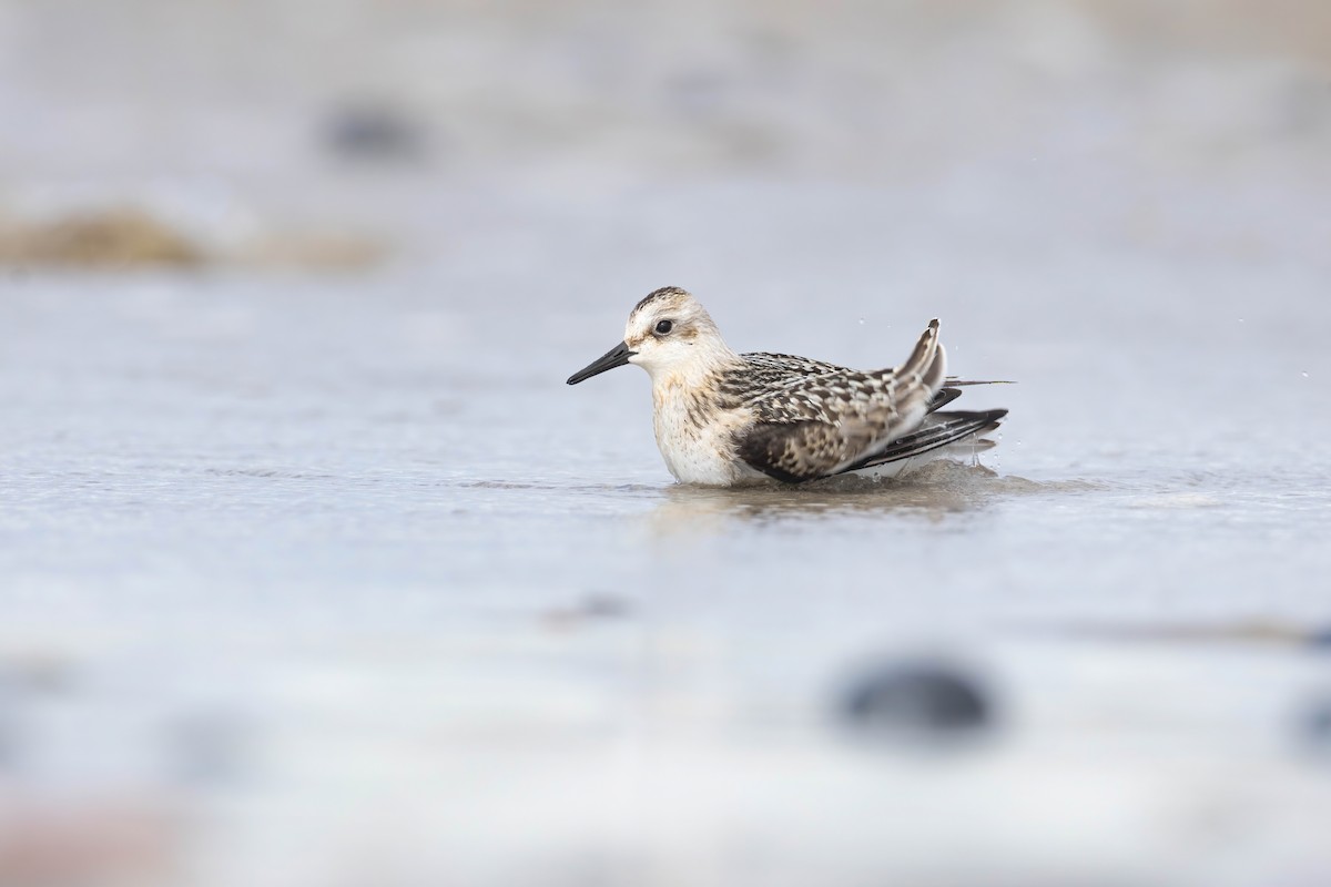 Sanderling - ML640802407