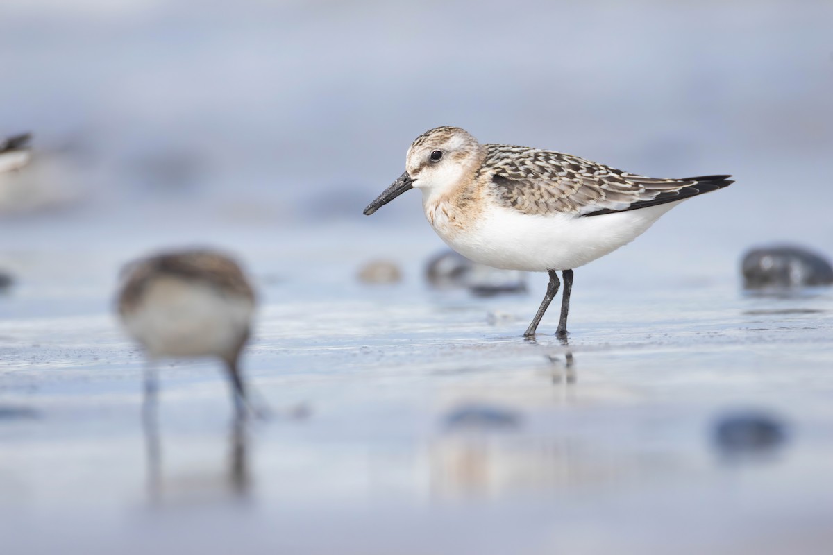 Sanderling - ML640802408