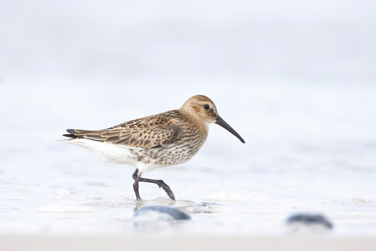 Dunlin - ML640802410