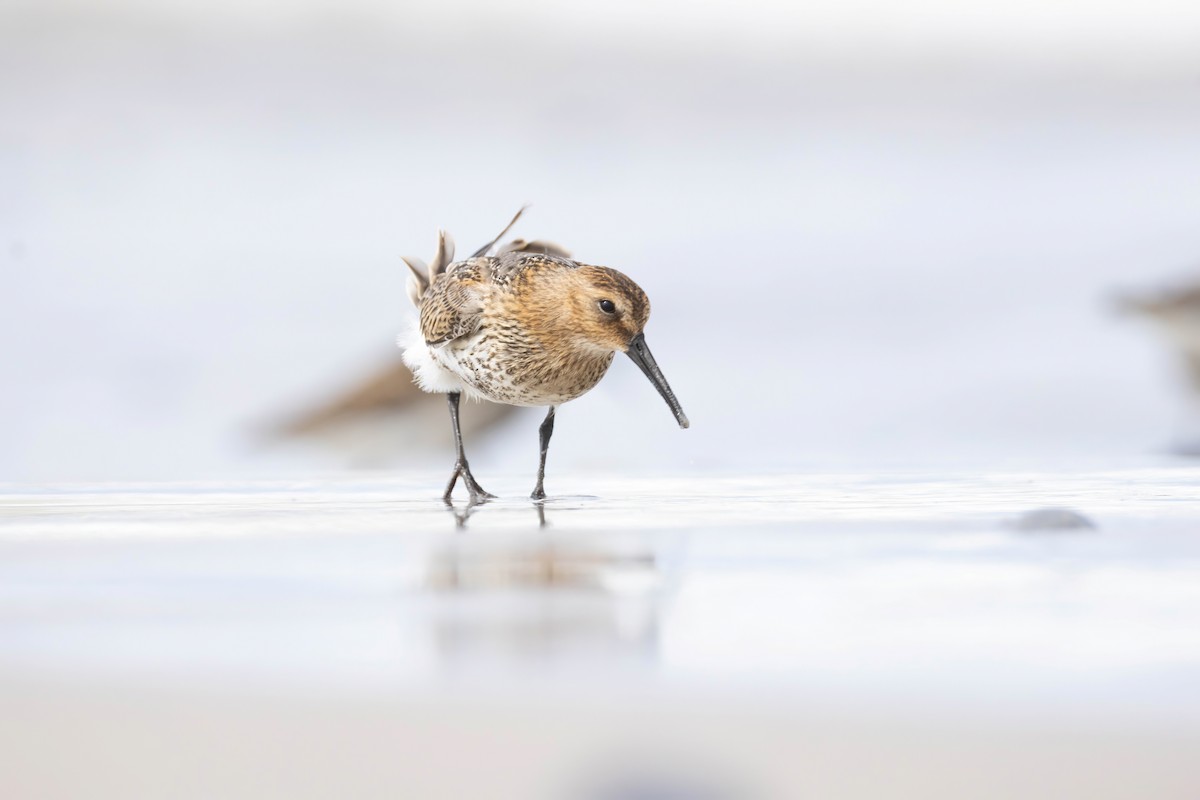 Dunlin - ML640802416