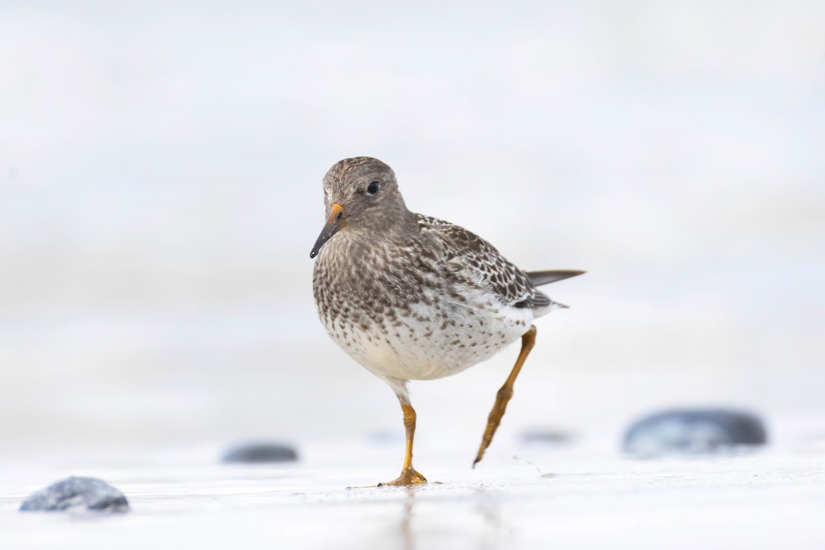Purple Sandpiper - ML640802418