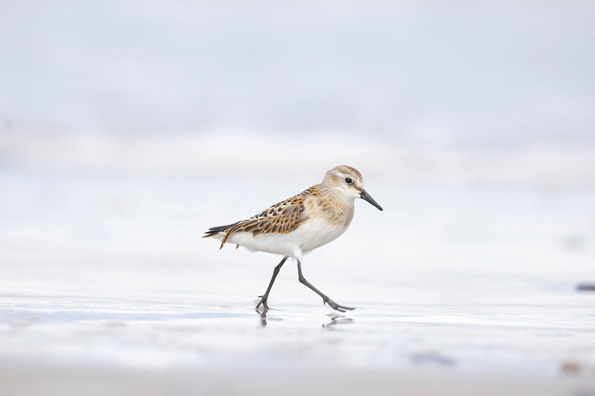 Little Stint - ML640802422