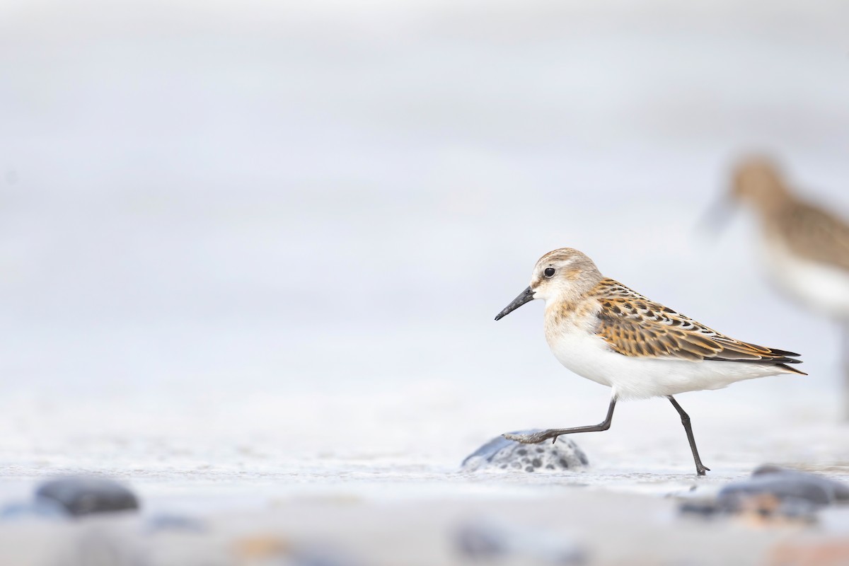 Little Stint - ML640802423