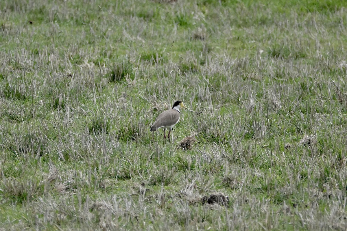 Masked Lapwing (Black-shouldered) - ML640802444