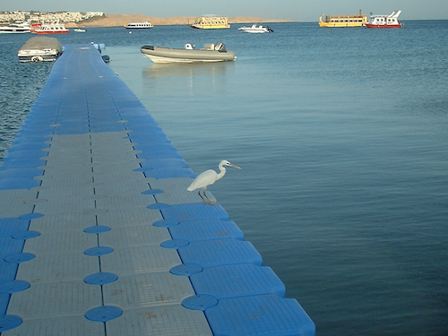 Western Reef-Heron - ML640802455