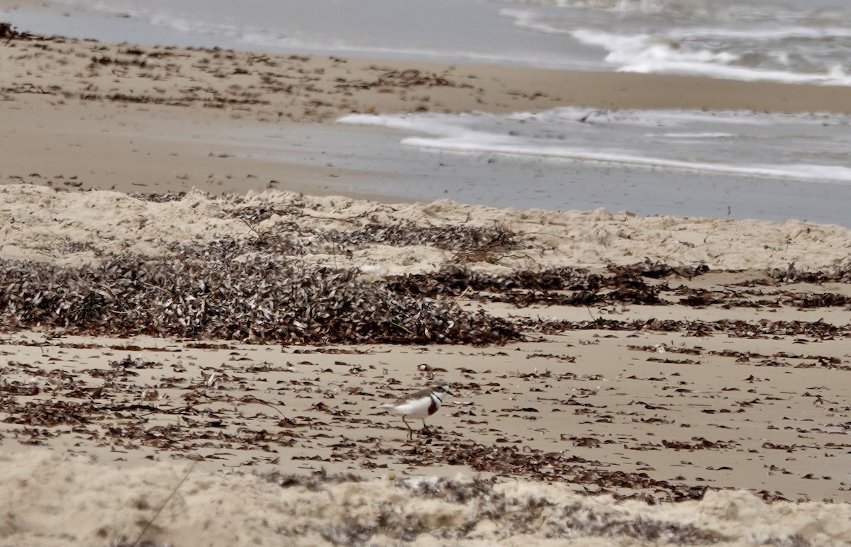 Double-banded Plover - ML640802478
