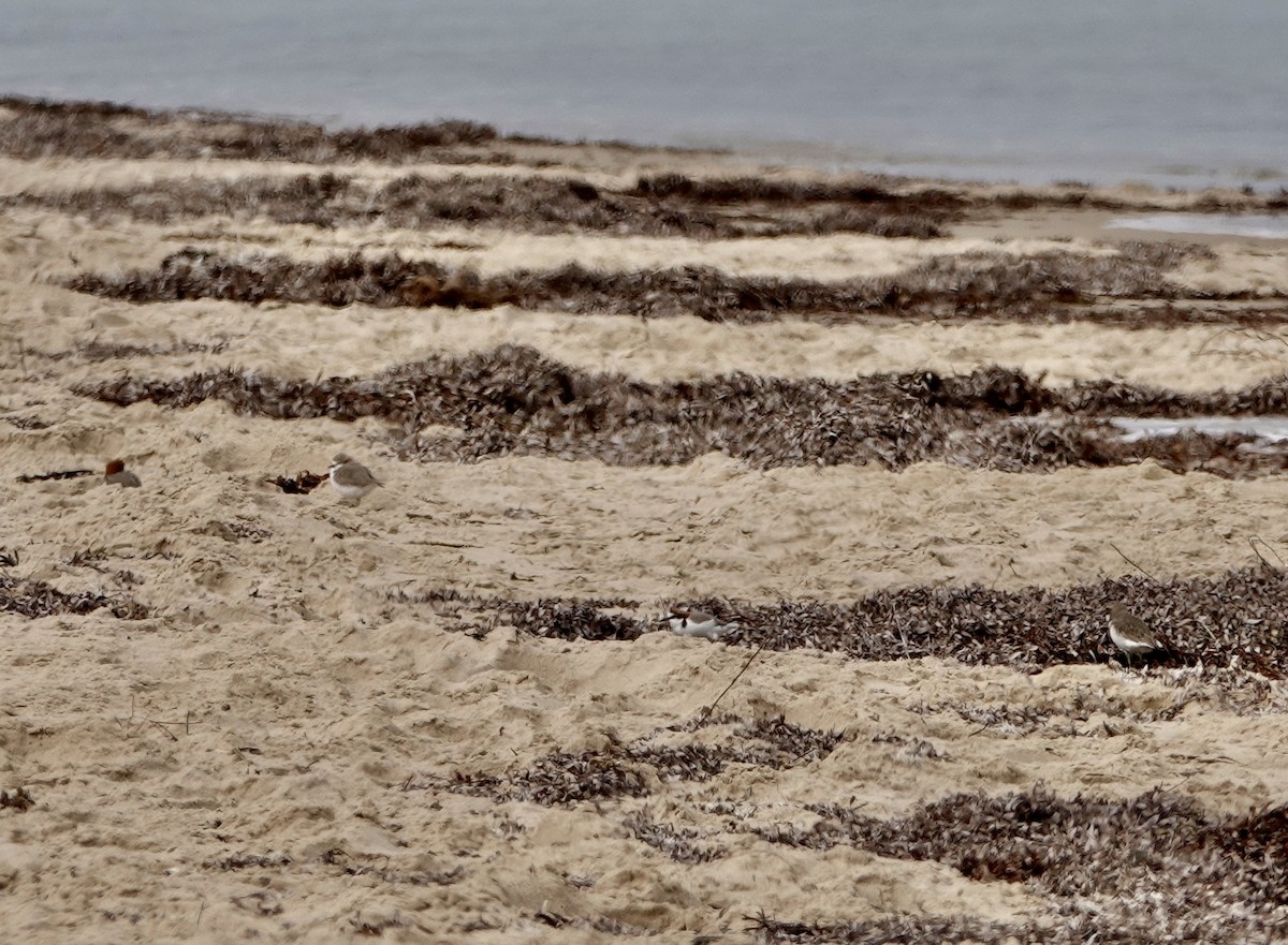 Red-capped Plover - ML640802479