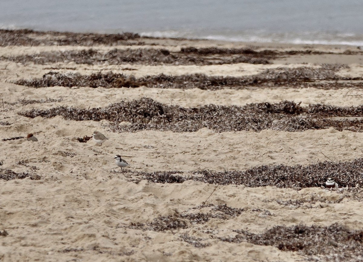 Red-capped Plover - ML640802480