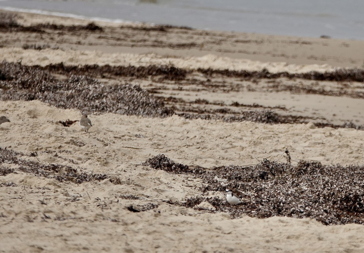 Red-capped Plover - ML640802481