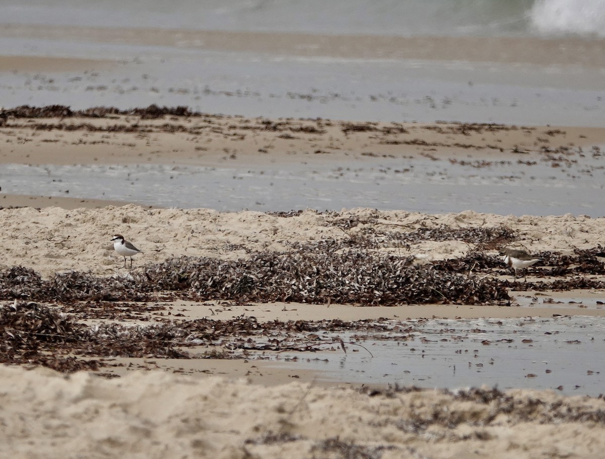 Red-capped Plover - ML640802482