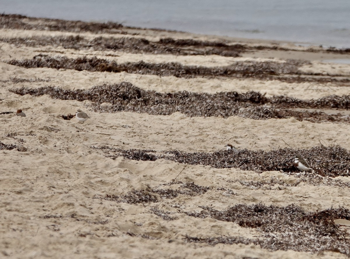 Red-capped Plover - ML640802483