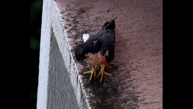 Peregrine Falcon (Shaheen) - ML640802484