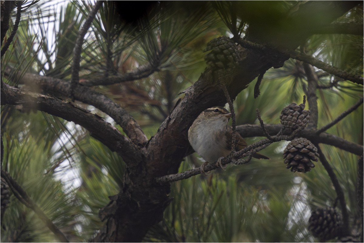 Pale-legged Leaf Warbler - ML640802512