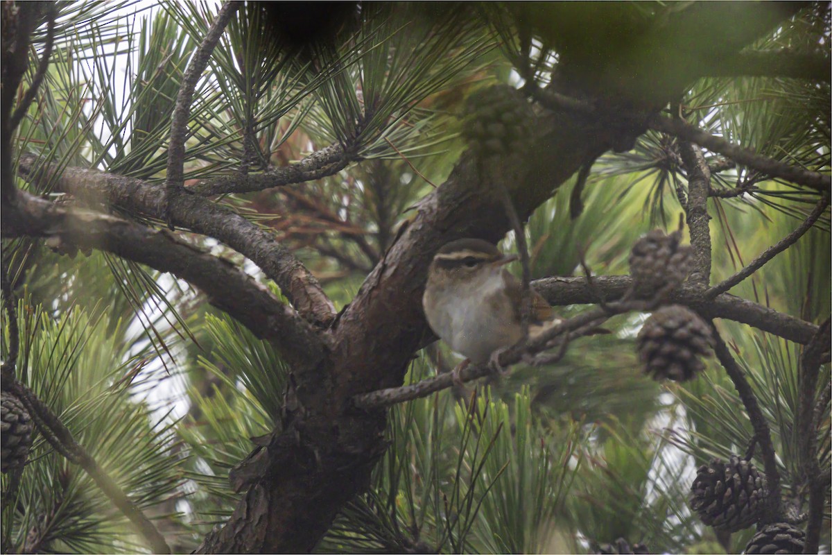 Pale-legged Leaf Warbler - ML640802516