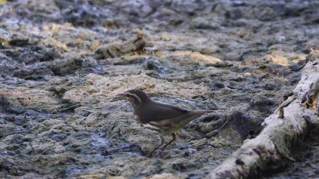 Northern Waterthrush - ML640802528