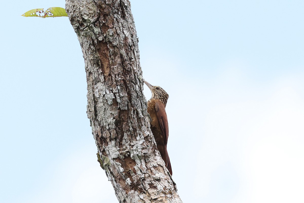Straight-billed Woodcreeper - ML640802535