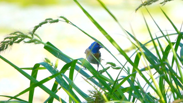 Lazuli Bunting - ML640802539